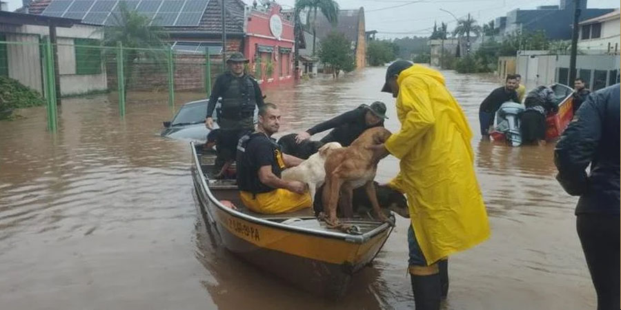 cães vacinados em montenegro